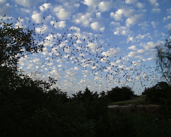 State flying mammal
